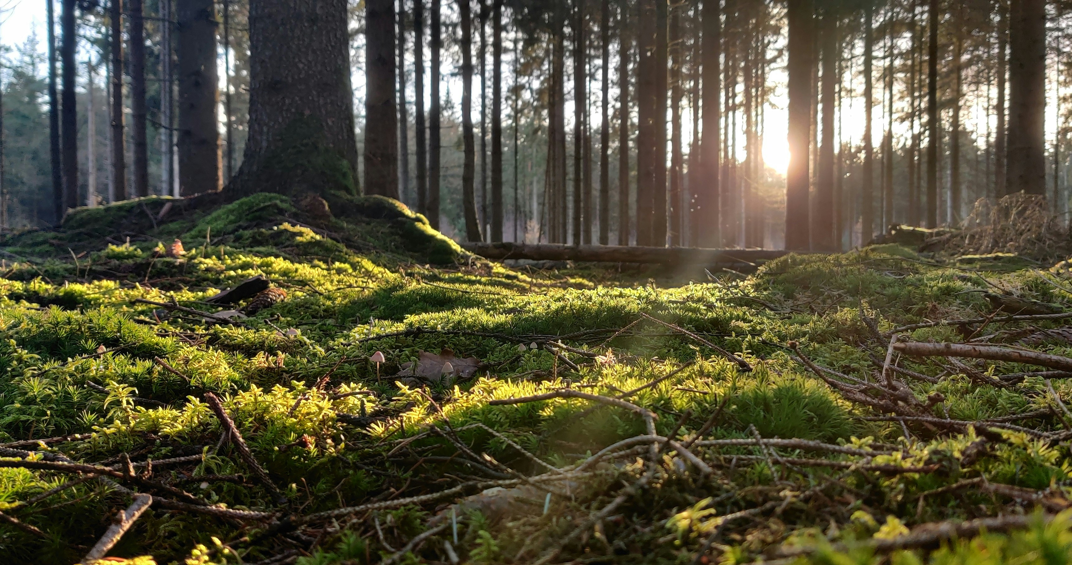 Mossy Forest